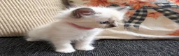 Ragdoll cats for sale: 2 ragdoll kittens.  One male and one female.  - Advert 7