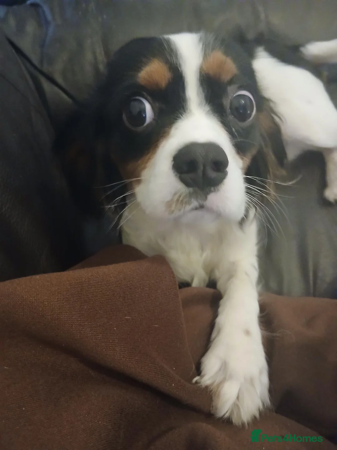 Cavalier King Charles Spaniel dogs for sale: Male Puppy for sale - Advert 14