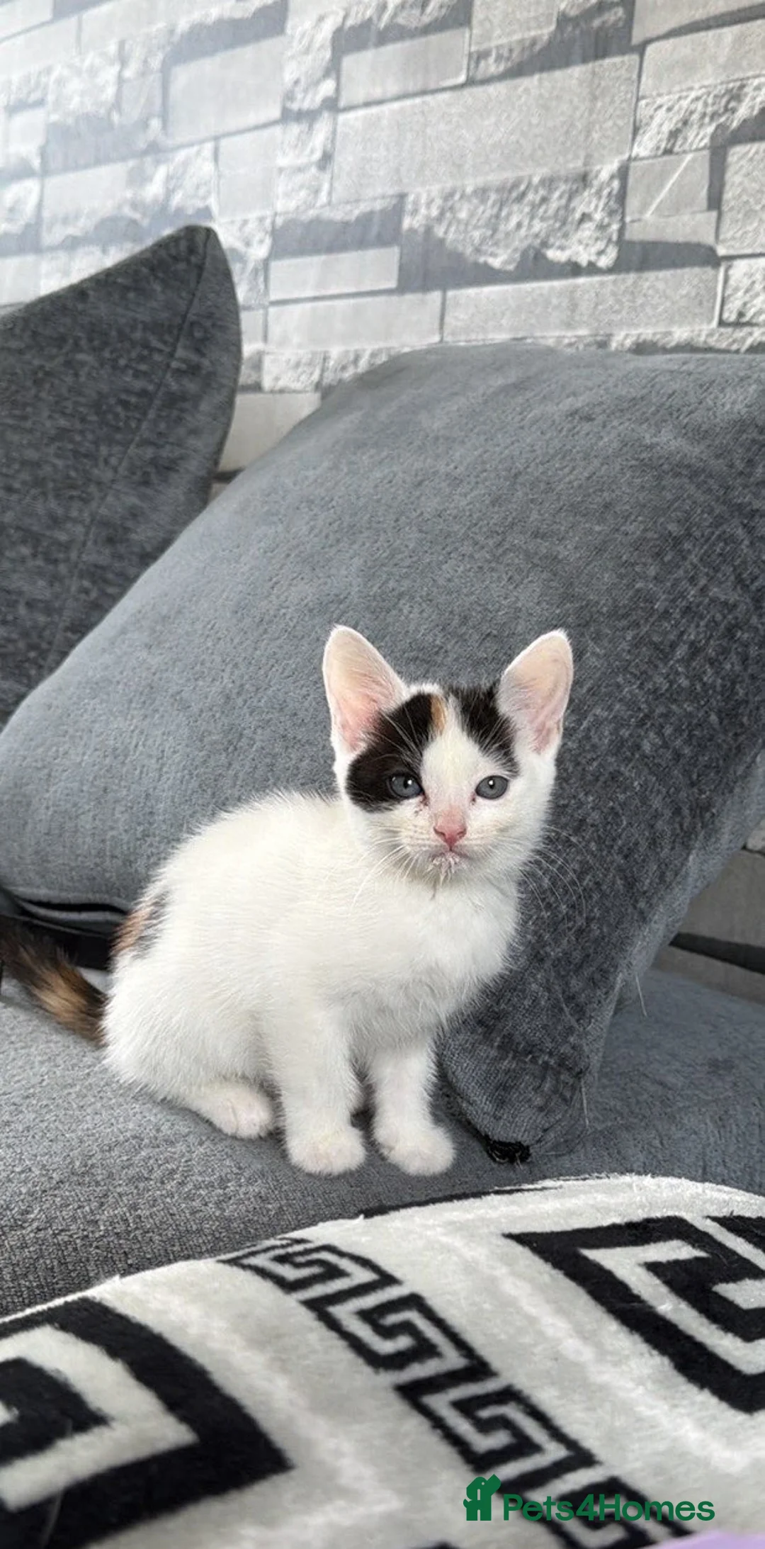 British Shorthair cats for sale: 1 female kitten  in Sheffield - Advert 4