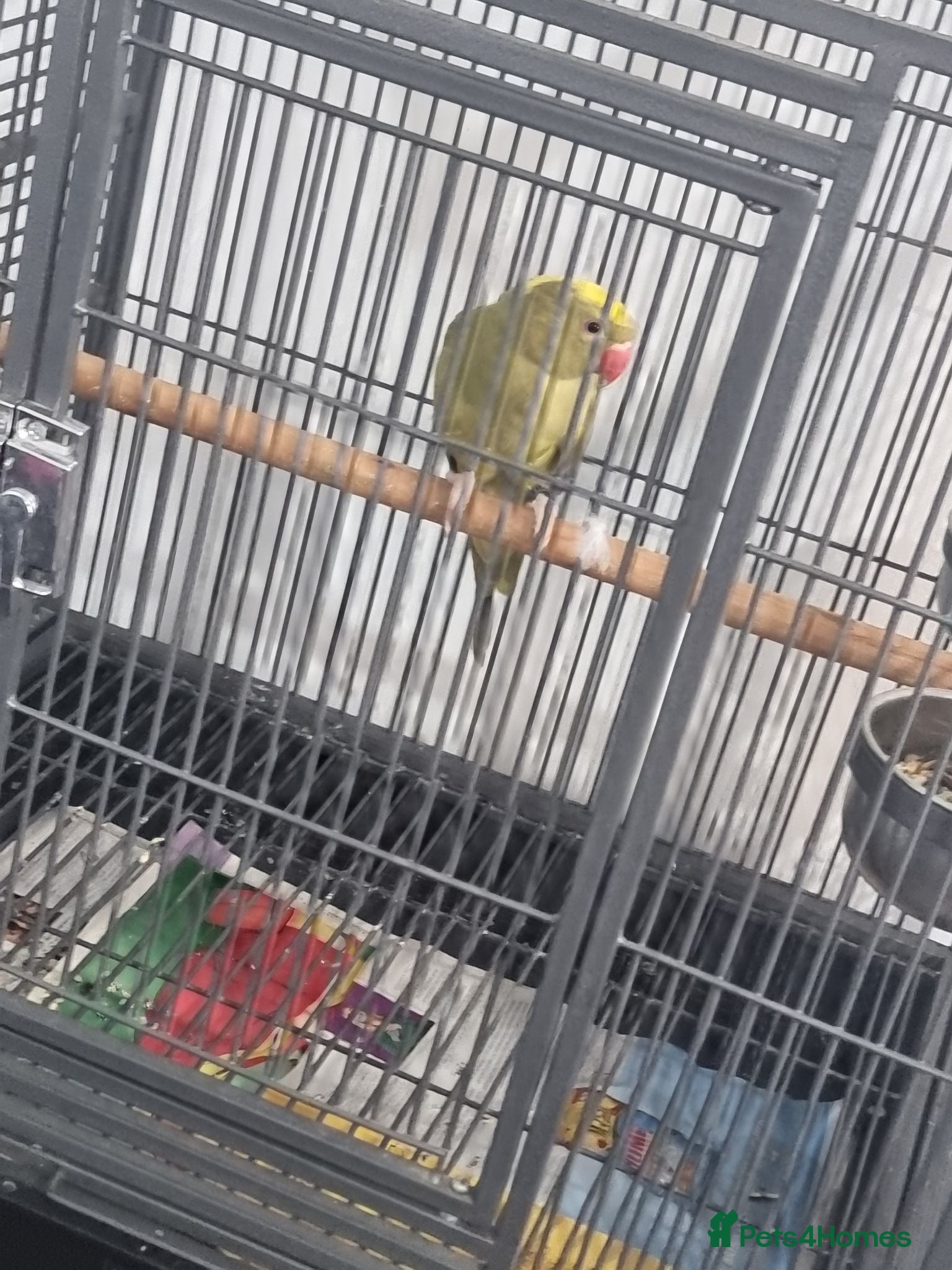 Parrots birds Beautiful female  pied ringneck talking parrot  - Advert 8