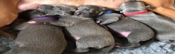 Whippet dogs for stud: BLUE PEDIGREE KC REGISTERED WHIPPET AT STUD in Salisbury - Advert 11