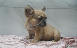 French Bulldog dogs for sale: Exceptional KC Fluffy French Bulldog Puppies - Image 5