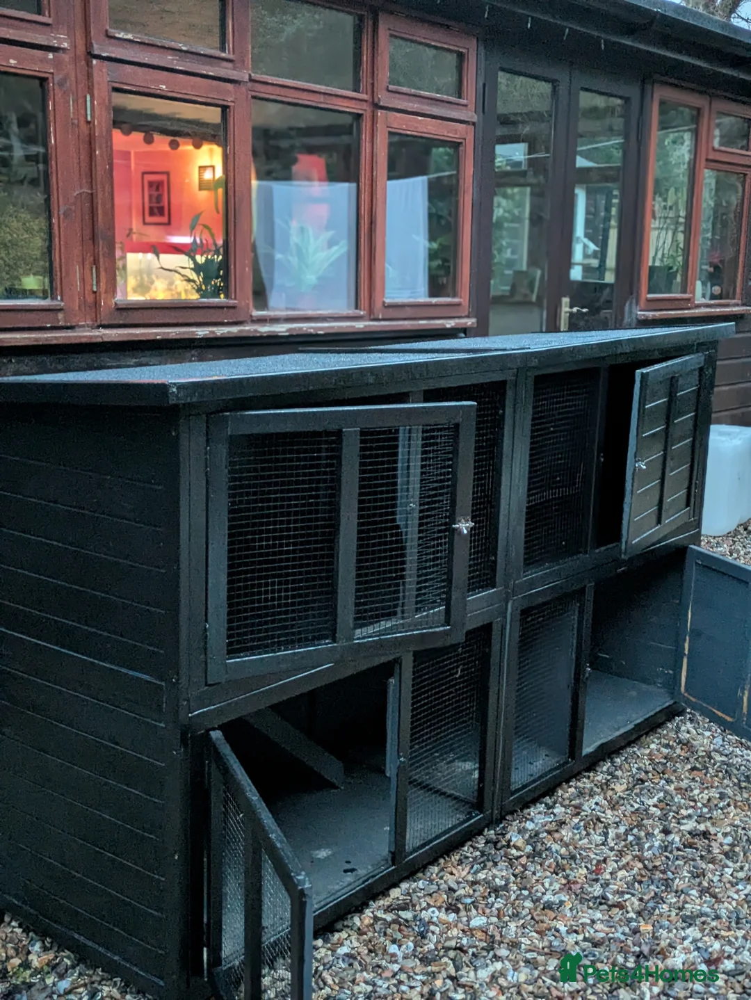 Mini Lop rabbits for sale: Jeffy  in Reading - Advert 2