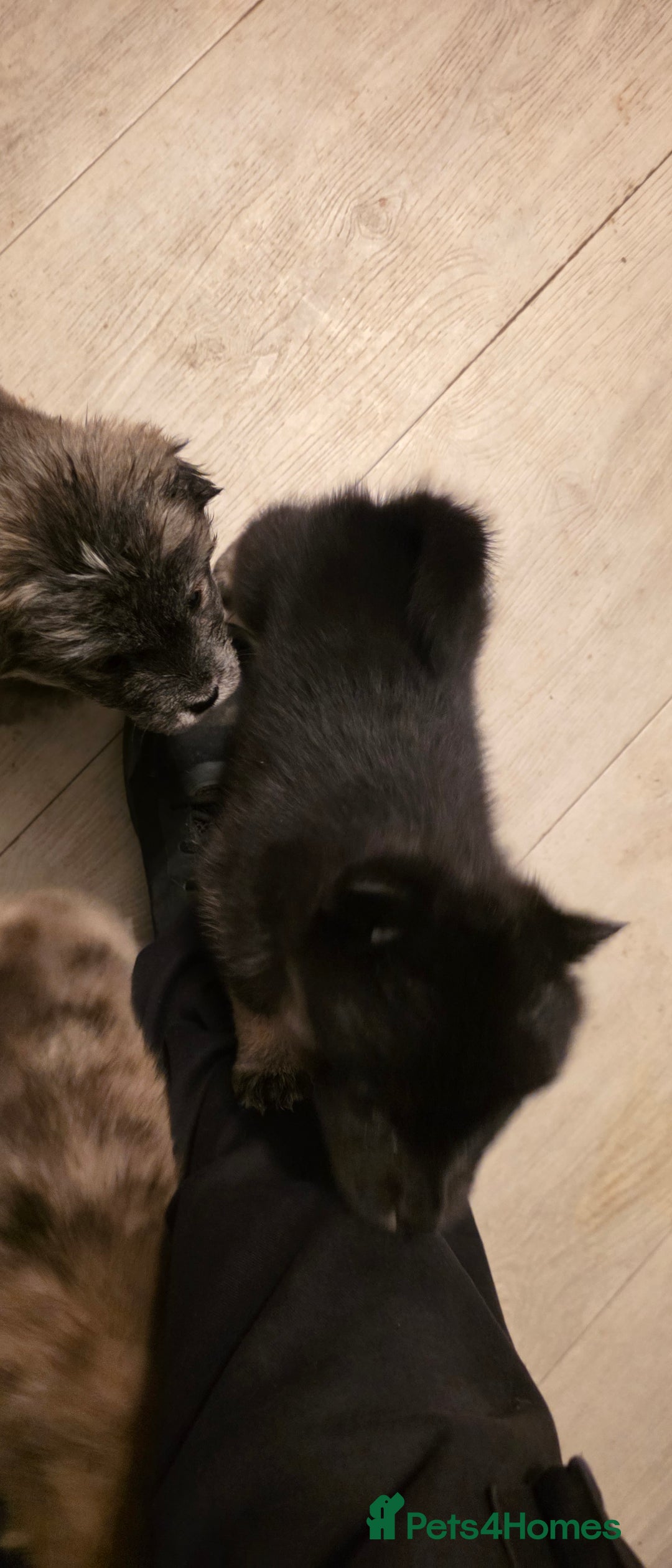 Mixed Breed dogs for sale: Adorable Merle Chowski's for sale  - Advert 19