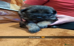 German Shepherd dogs for sale:  Gorgeous German Shepherd Puppies in Doncaster - Image 9