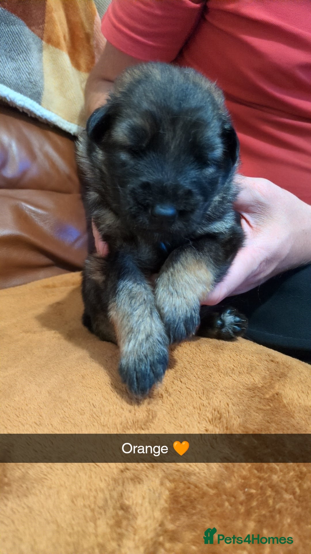 German Shepherd dogs for sale:  Gorgeous German Shepherd Puppies in Doncaster - Image 9