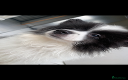 Pomeranian dogs for sale: Last boy. Beautiful Pomeranian puppies ❤️ - Image 10
