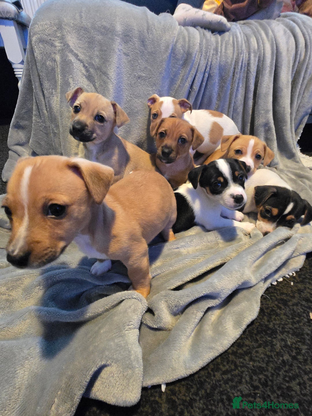 Jack Russell dogs for sale: Jack Russell puppies  - Advert 25