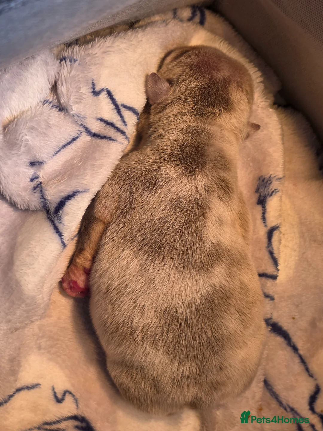 English Bulldog dogs for sale: Kc reg puppies  - Advert 8