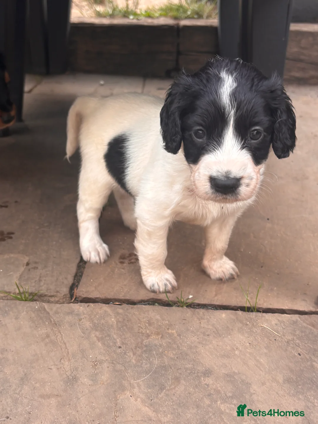 Sprocker dogs for sale: 6 English springer spaniel cross border spaniels  - Advert 2