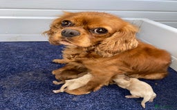 Cavapoo dogs for sale: 🩷⭐️ F1 Cavapoo’s ⭐️💙 - Image 8