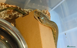 Rat Snake reptiles for sale: RARE baby captive bred japanese rat snake - Image 2
