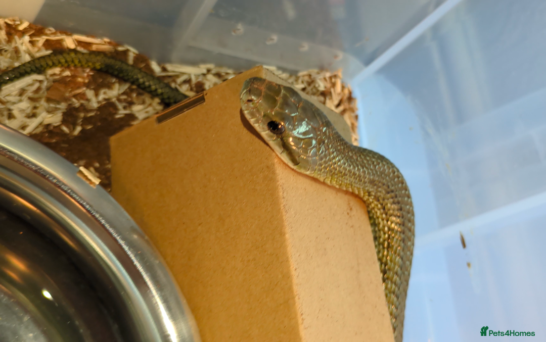 Rat Snake reptiles for sale: RARE baby captive bred japanese rat snake - Image 2