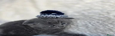 British Shorthair 2