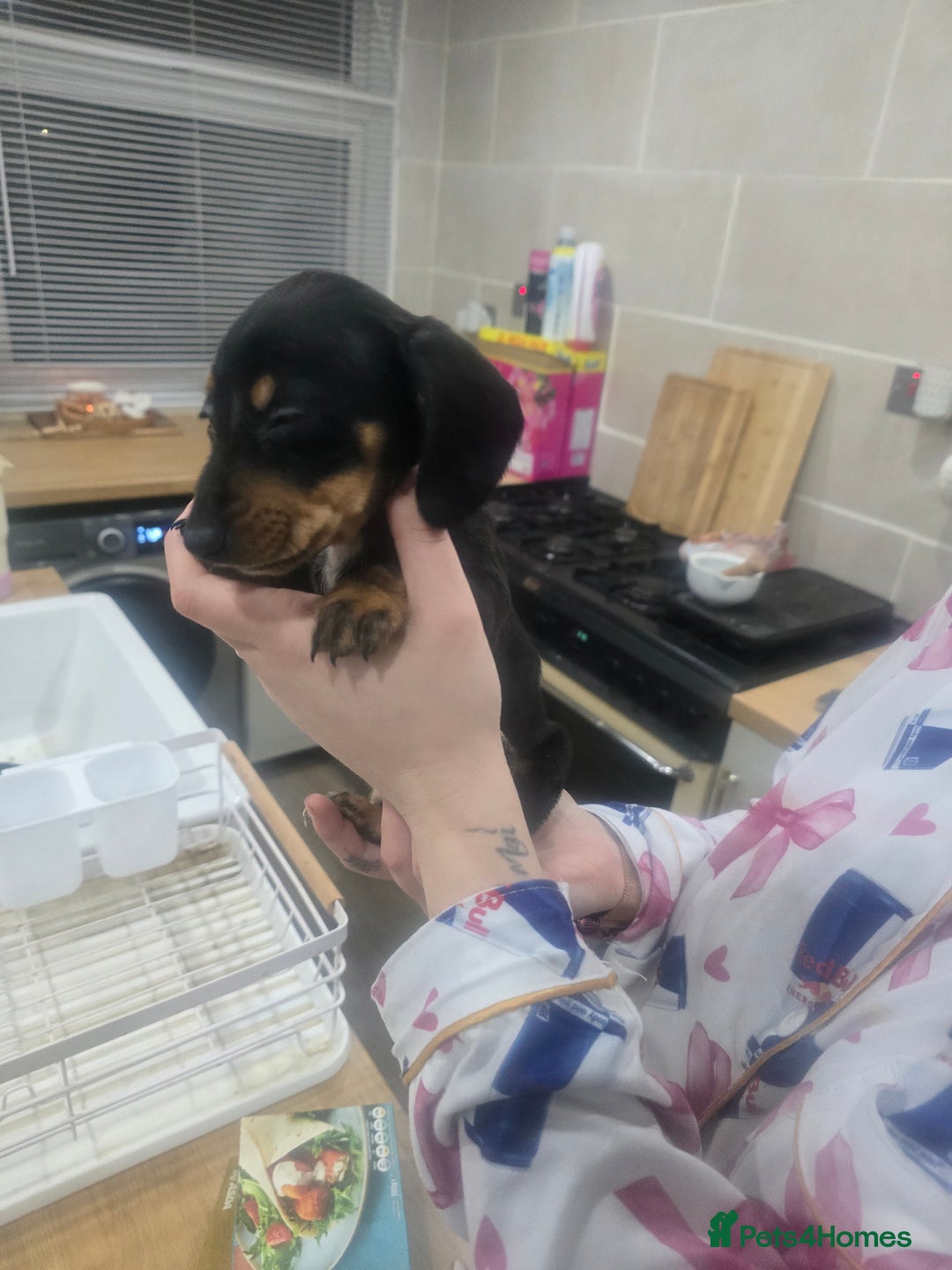 Dachshund dogs for sale: Dachsund puppies for sale  - Advert 7