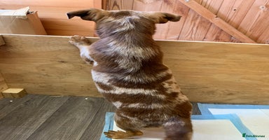 Mixed Breed dogs - Advert 13
