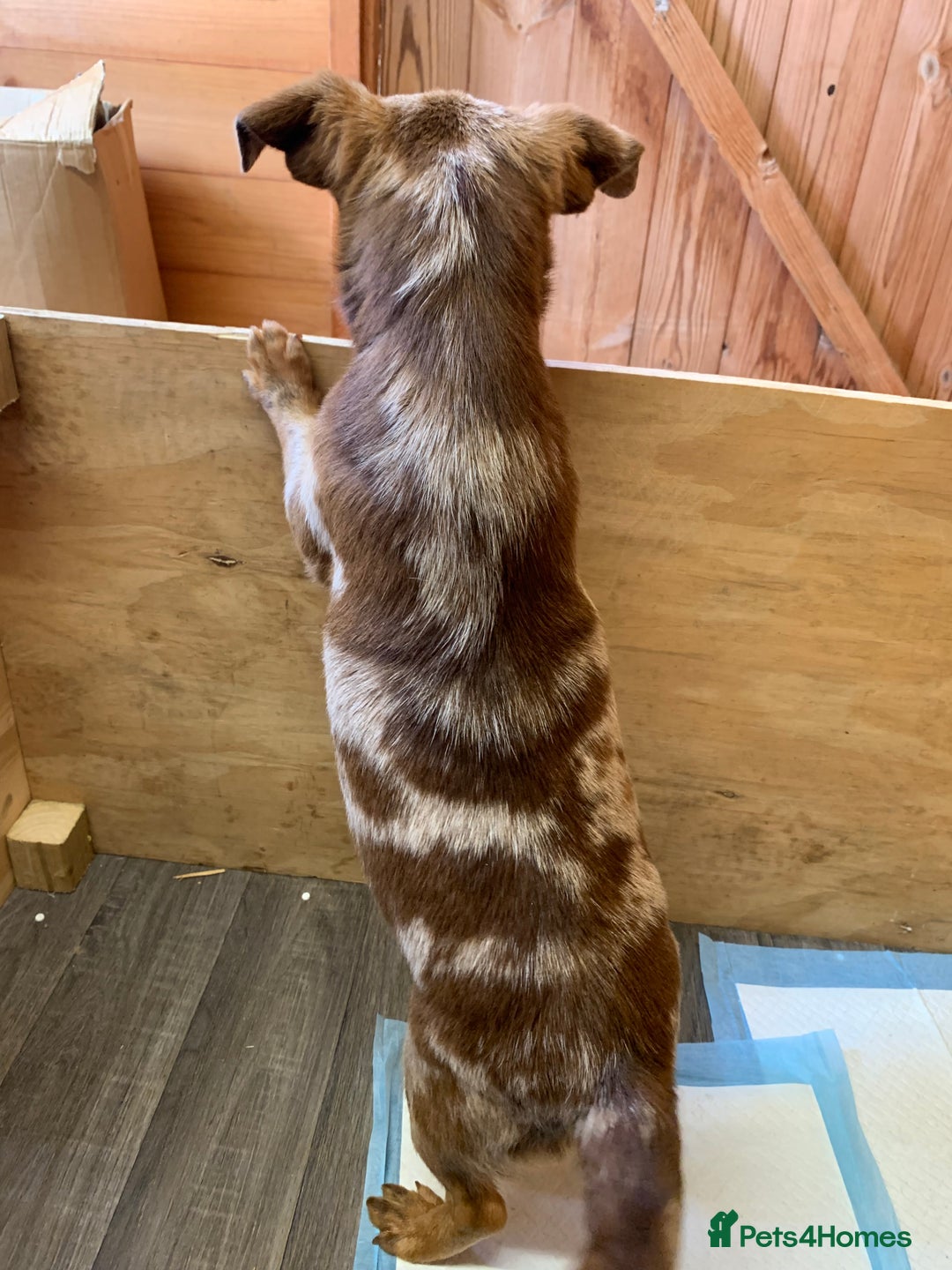 Mixed Breed dogs for sale: Dax Dachshund/Jack Russell  - Image 2