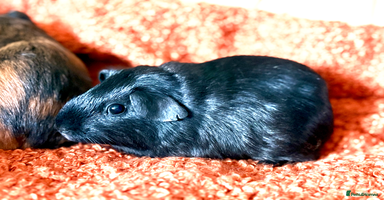 Guinea Pig rodents - Advert 9