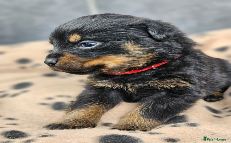Rottweiler dogs - Advert 1