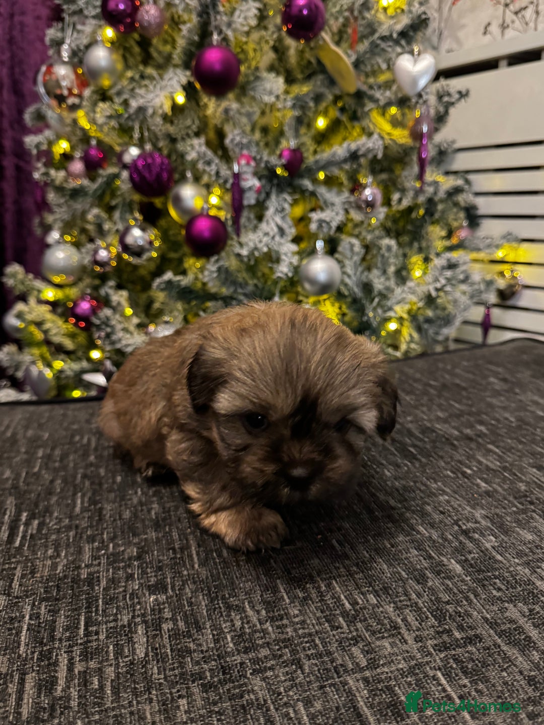 Mixed Breed dogs for sale: Beautiful pups looking for their forever home! - Advert 6