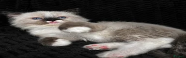 Ragdoll Kitten 5