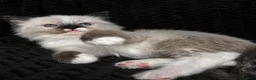 Ragdoll cats for sale: Sweet Ragdoll Kittens Looking for Loving Families  - Advert 22