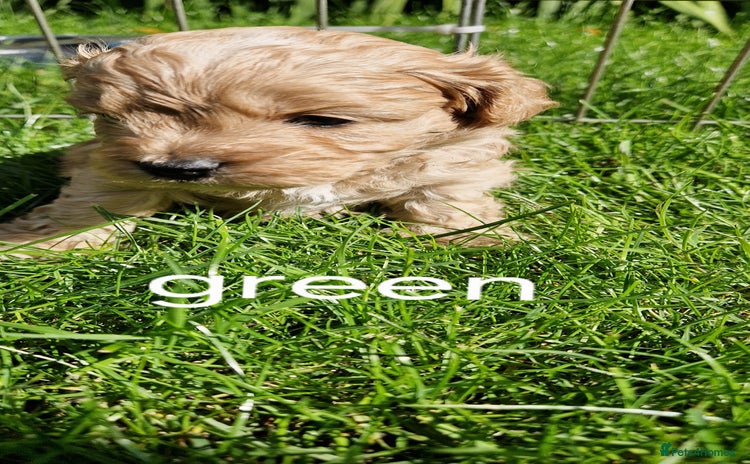 Cavapoo dogs - Advert 3