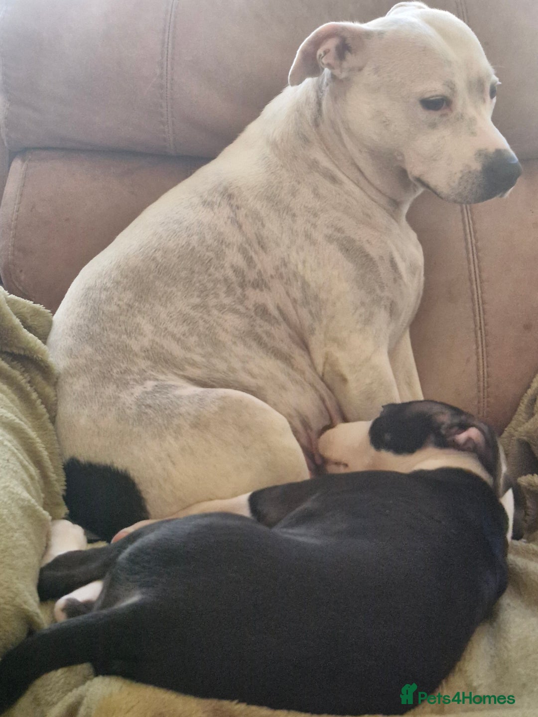 Staffordshire Bull Terrier dogs for sale: From Our Family to Yours - Image 16