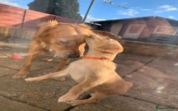 Golden Retriever dogs for sale: KC/FCI Well-Bred, Health CERTIFICATED,DAD CHAMPION - Image 11