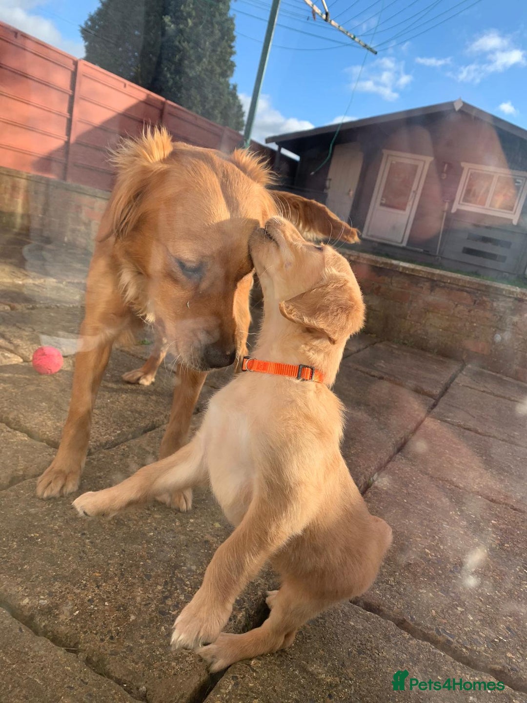 Golden Retriever dogs for sale: KC/FCI Well-Bred, Health CERTIFICATED,DAD CHAMPION - Image 11