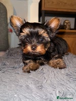 Yorkshire Terrier dogs - Advert 15