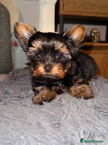 Yorkshire Terrier dogs - Advert 15