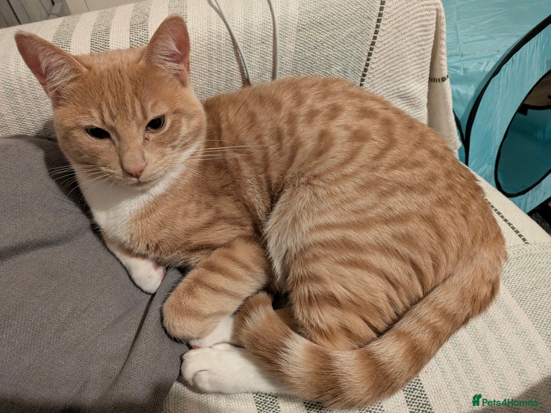 Mixed Breed cats for sale: 7 month old kitten - Advert 5