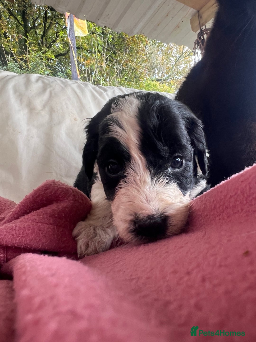 Bordoodle dogs for sale: Adorable Bordoodle (collie-poo) pups for sale  - Image 16