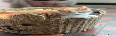 Maine Coon 4