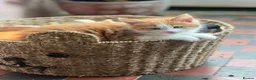 Maine Coon cats for sale: Stunning MaineCoon Kittens–Champion Bloodline in Plymouth - Advert 4
