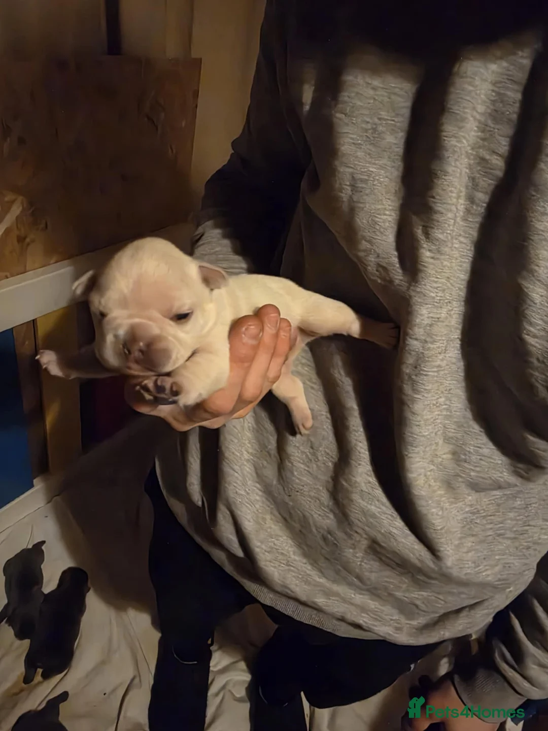 French Bulldog dogs for sale: 7 week old french bulldog puppies - Advert 4