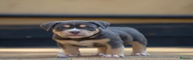 American Bully 3