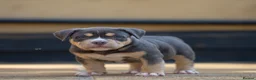 American Bully dogs for sale: American Bully ABKC registered  - Advert 8