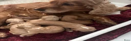Cockapoo dogs for sale: Stunning little cockapoo puppies in Falkirk - Advert 1