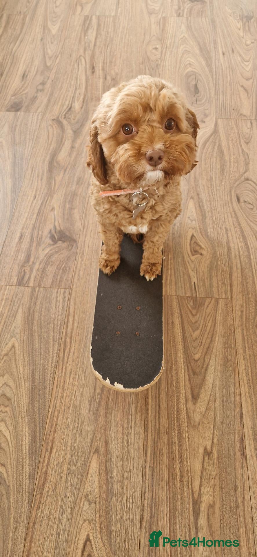 Cavapoo dogs 🐾 Beautiful Cavapoo Puppies health tested🐾 - Advert 1