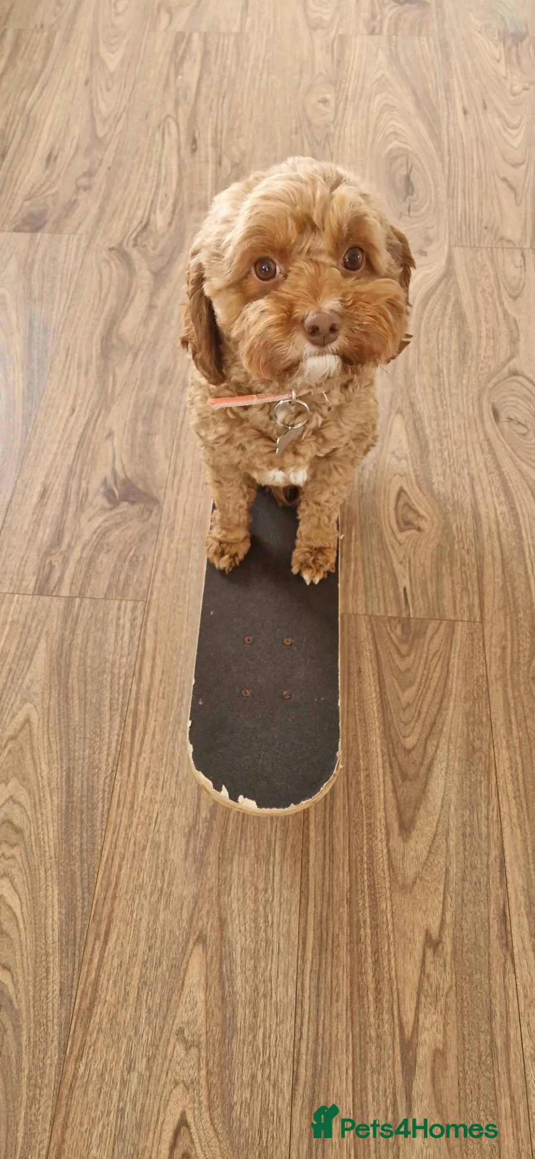 Cavapoo dogs for sale: 🐾 Beautiful Cavapoo Puppies health tested🐾 - Advert 1