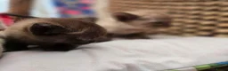 Burmese cats for sale: Outstanding Pedigree Burmese Kittens,Vet checked - Advert 24