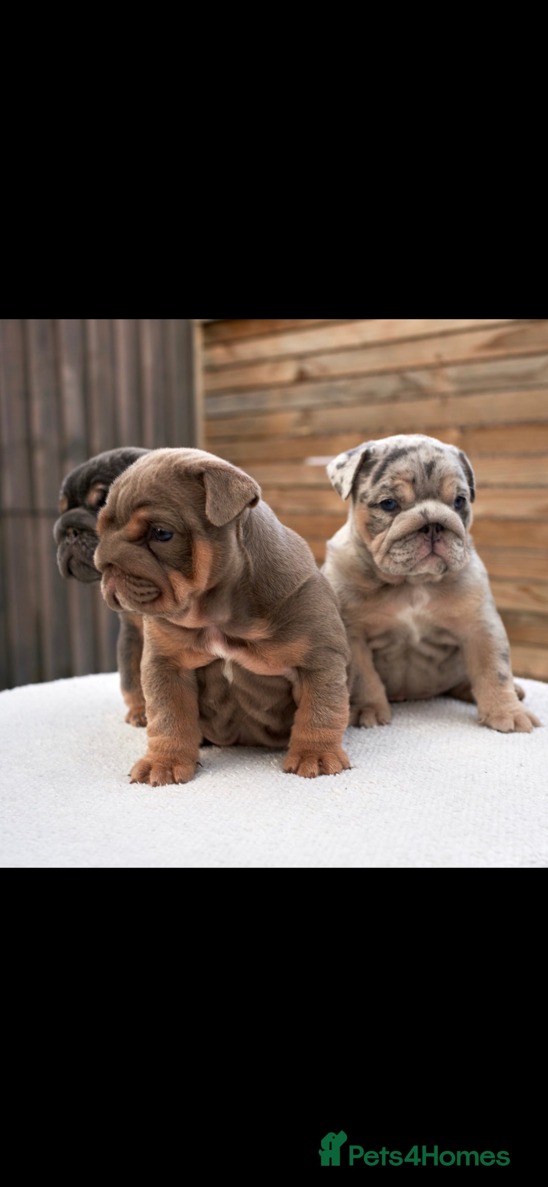 English Bulldog dogs for stud: Blue and Tan English Bulldog in Manchester - Advert 7
