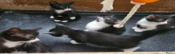 Mixed Breed cats for sale: 4 lovely kittens looking for new home 🏡  in Thetford - Advert 6