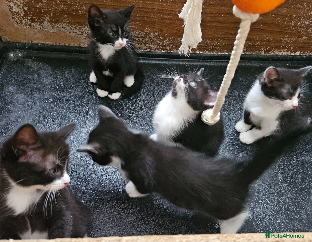 Mixed Breed cats for sale: 4 lovely kittens looking for new home 🏡  in Thetford - Advert 6