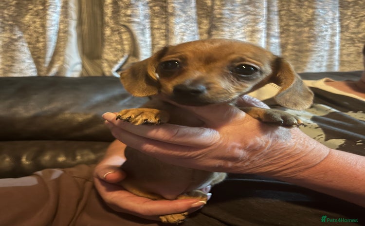 Chiweenie dogs - Advert 4