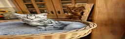 British Shorthair cats for sale: British shorthair Silver tabby  - Advert 18