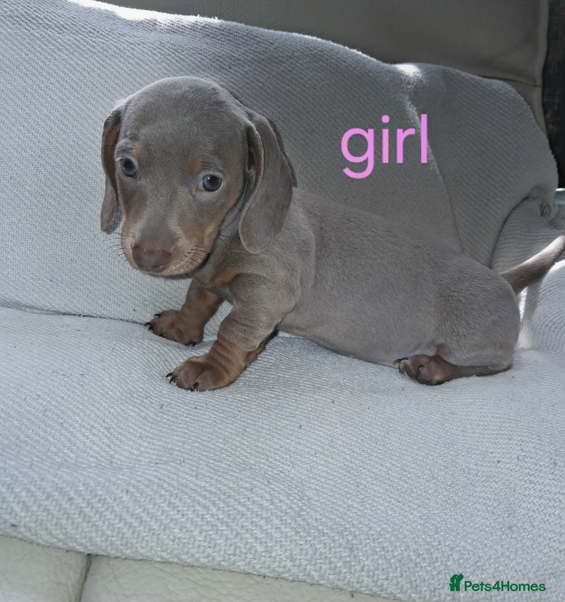 Miniature Dachshund dogs Minature daschunds puppys  - Advert 17