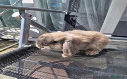 English Lop rabbits for sale: Happy and healthy little beauties - Image 3
